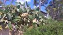 Porto Petro cactus